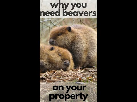 Why You Need Beavers On Your Permaculture Property!