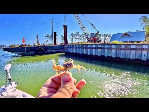 I Tossed a LIVE! CRAB along this SEAWALL and Caught THIS...[Delicious Catch, Clean, and Cook]