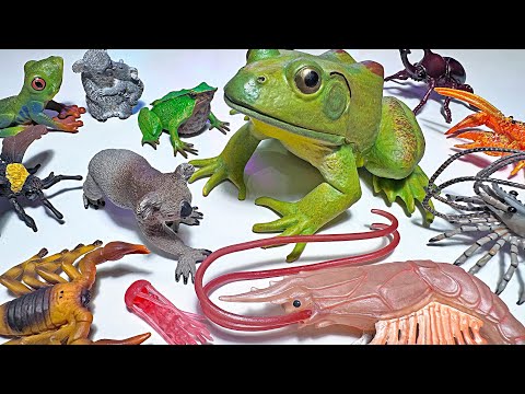 SEA ANIMALS, AUSTRALIAN ANIMALS, INSECTS, AMPHIBIANS