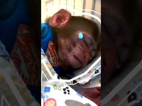 Monkey#latest_news