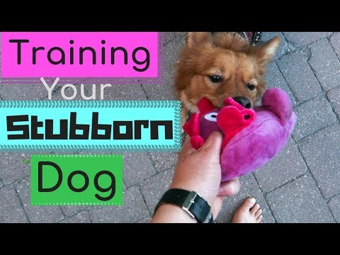 The REAL Reason Your Dog DOESN'T LISTEN | How to Train a Stubborn Dog