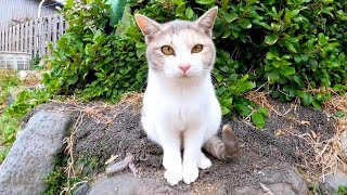 のんびり寛ぐパステル三毛猫家族がカワイイ