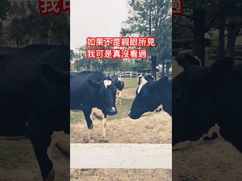 千萬不要惹怒牛🐮，否則後果絕對顛覆你的想像