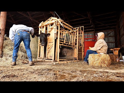 The Round Pen - Vaccinating and Pregnancy Checking Cows