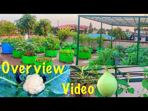 Overview Video Of My Beautiful Terrace Garden In The Month Of November// Terrace Garden Tour