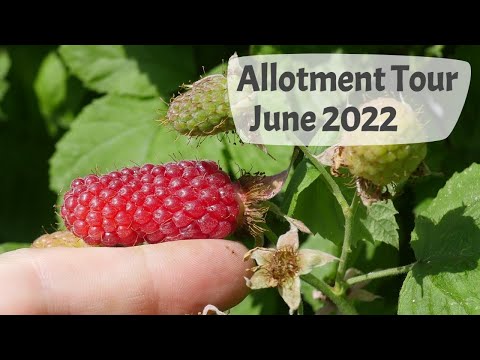 June 2022 Allotment Tour - see the start of the harvesting season!