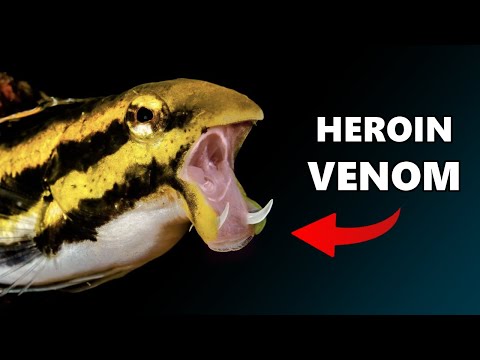 This Fish Injects OPIOID VENOM into its Enemies: The FANG BLENNY