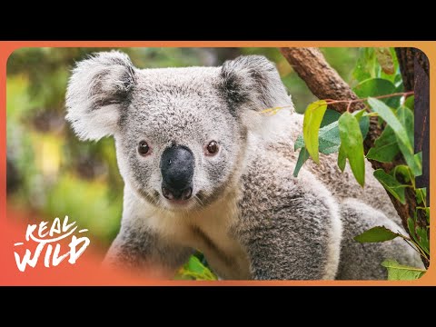 Koalas in Crisis: Australia's Rescue Efforts to Save a Species | Full Wildlife Documentary