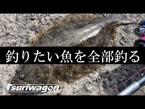 【太刀魚・青物】秋の沖波止を満喫してみた【ヒラメにカワハギ】