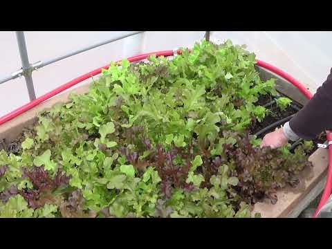 Epic Lettuce Harvest And Lettuce Harvesting Tips