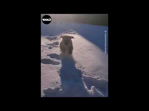 Cãozinho brincando, ao som da "Marcha dos Toureiros",  de Bizet .