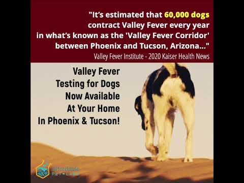 Valley Fever Testing from Home - Affordable Pet Labs