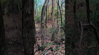 Location of Holly Tree in the River Poquoson #sweetgum_kriyul #qarsherskiy #qarsherskiyan