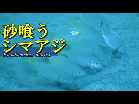 【 シマアジ 】砂を喰う高級魚　Pseudocaranx dentex