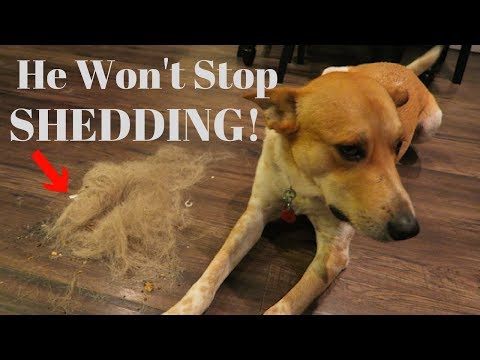 How to Stop your Dog from SHEDDING!