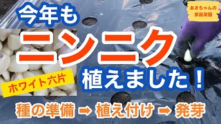 今年もニンニク植えました【家庭菜園】【ホワイト六片】【ニンニク】