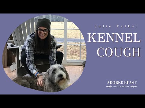 How to Support a Dog with Kennel Cough