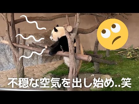 分かりやすい😂竹が無くなると くれくれオーラを放つw子パンダ楓浜🍁