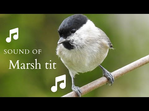 👉 S16 Marsh tit ( Poecile palustris ) | Pițigoi sur