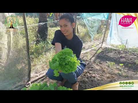 Vegetable gardening with local senior citizens