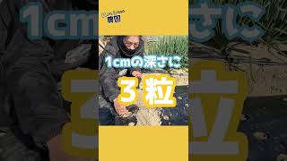 大根の育て方 #shorts