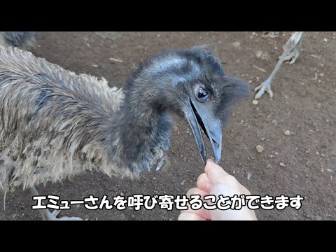 ボツ動画5【百合子・らぁ子・肉・獣】