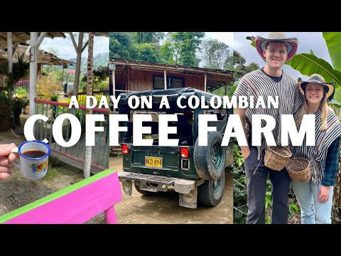 Coffee Farmers for a Day | Salento Colombia 🇨🇴