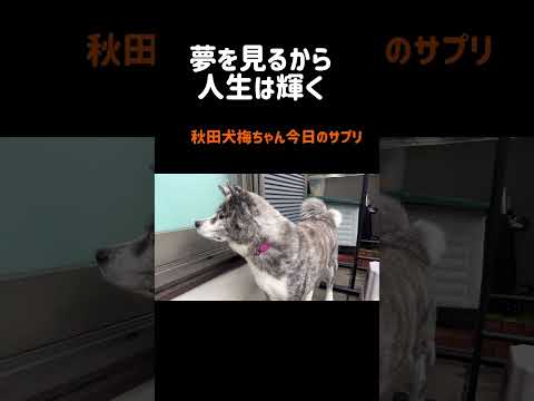 【11/4】今日のサプリ #秋田犬