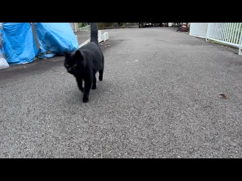 坂道で追いかけてくる黒ねこちゃん　No.７９７　に　２０２４年　１１月８日　１６：００　のくろねこちゃん　black cat