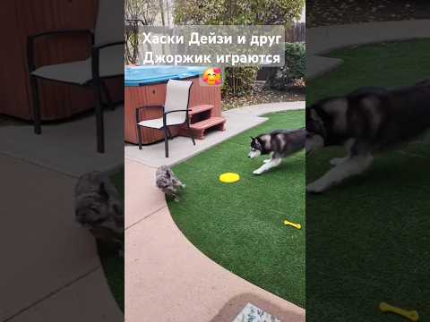 #Хаски и друг ФРАНЦУЗСКИЙ #бульдог #husky #shorts