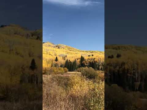 Most Amazing Fall Colors at Kebler Pass, Colorado 最美科罗拉多秋色