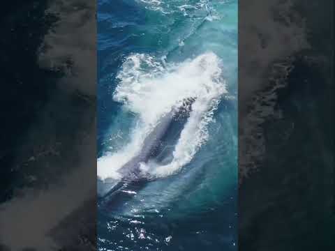 When nature is so amazing it’s hard to believe it’s real! #whale #drone #wildlifephotography