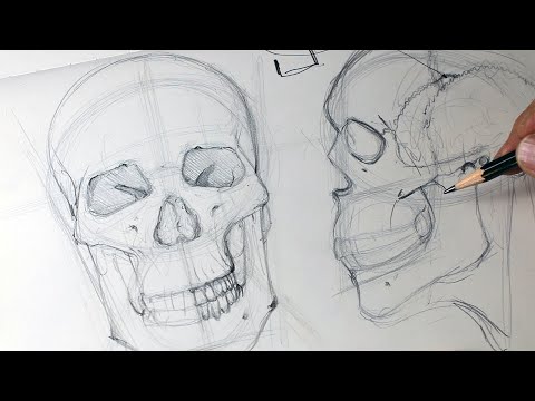 Beginner's Guide: Drawing Human Skulls