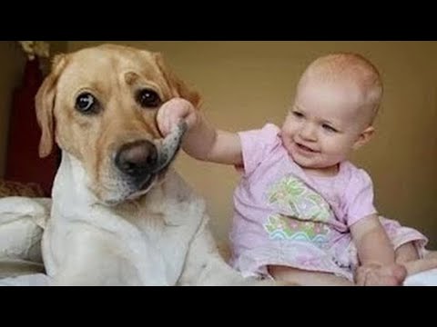 Videos De Risa de Animales - Perros Graciosos - Lindo bebé jugando con perros chistosos