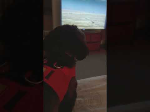 Gucci barks at horses#funnypets