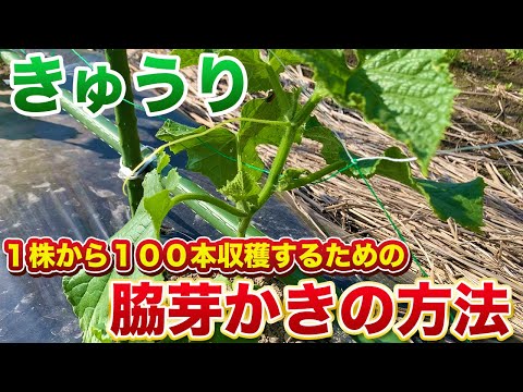 【きゅうり栽培】1株から100本以上とるための芽かき方法！最初が重要！親づるを力強く育てるのがポイント！