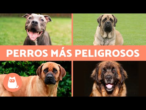 10 RAZAS de PERROS más PELIGROSOS del mundo 🐶⚠️ ¿Genética o Educación?