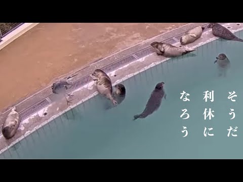 アザラシ幼稚園某CM風「利休になろう編」　Zeehonden centrum Pieterburen