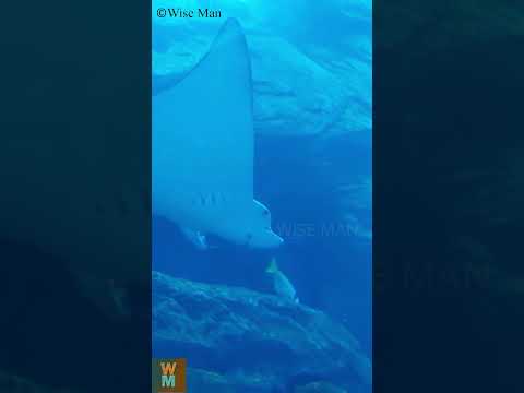 Manta Rays in Dubai Underwater Aquarium  #youtubeshorts #dubai #mantaray