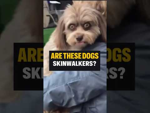 Do Dogs REALLY Act Like Humans?