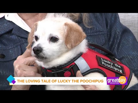 Lucky the Poochipug: A true tale of love, loss, grieving, rescue, illness, healing and happiness!