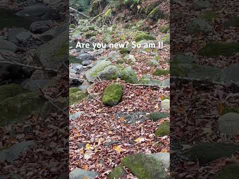 I am new to the creek scene as well as the book looking for gold in Vermont #Gold #Prospecting ￼