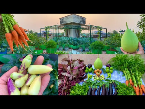 Massive Organic Vegetables Harvesting From My Terrace Garden // Harvesting Organic Vegetables