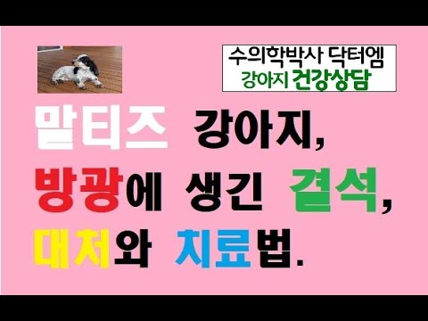 강아지 스트루바이트 결석 대처법