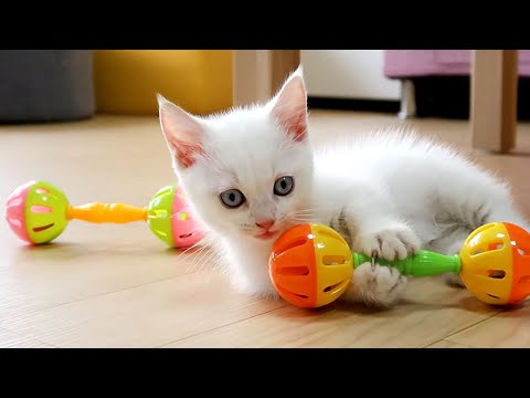 小貓咪玩玩具  Little Kitten Playing With Toys