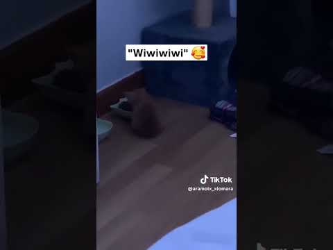 Credits to aramoix_xiomara on tiktok #notmine #kitten #wiwiwicat #youtubeshorts #funny #shortsviral