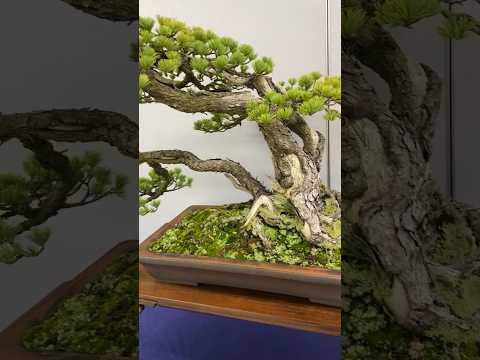 49th Sakufu Bonsai Exhibition. #bonsai #盆栽 #bonsaiexhibition