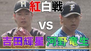 吉田輝星＆河野竜生のドラ1対決！紅白戦ハイライト＜北海道日本ハムファイターズ＞