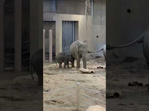 冬の円山動物園の仔ゾウ②🐘#仲良し夫婦#北海道札幌市#円山動物園#アニマル動画#ZOO#shorts