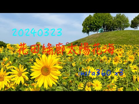 萬ㄟeye台灣20240323花田綠廊太陽花海/后里環保公園/insta360 X3   4K